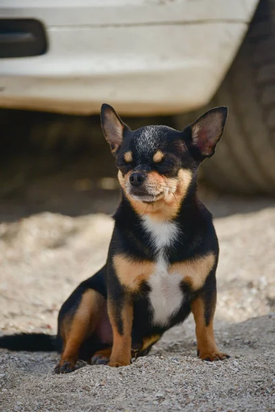 Mały Pies Chihuahua Siedzący Pobliżu Koła Samochodu Pies Chihuahua Pobliżu — Zdjęcie stockowe