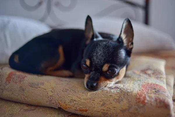 funny chihuahua dog sleeping on a pillow in bed. Chihuahua is lying on the bed