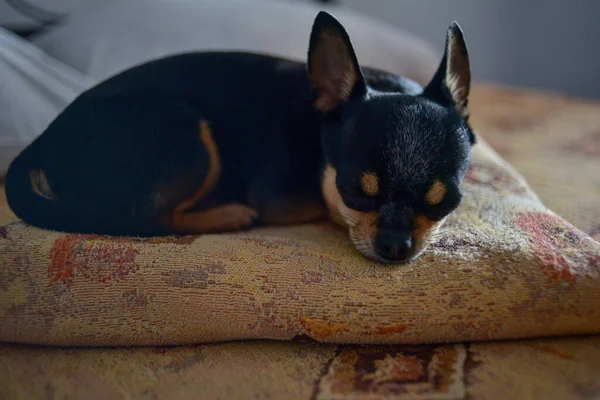 Engraçado Chihuahua Cão Dormindo Travesseiro Cama Chihuahua Está Deitado Cama — Fotografia de Stock