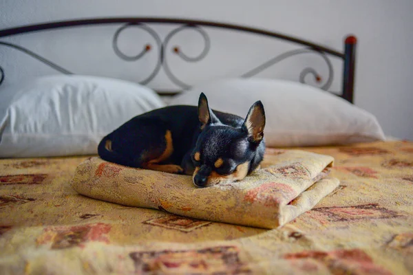 funny chihuahua dog sleeping on a pillow in bed. Chihuahua is lying on the bed