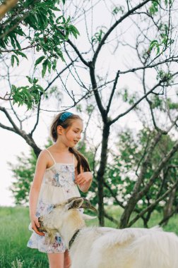 Sevimli küçük kız bir keçiyi okşayıp besliyor. Güneşli yaz gününde bir çiftlik hayvanıyla oynayan bir çocuk. Çocuklar hayvanlarla etkileşimde. Kız ve keçi.
