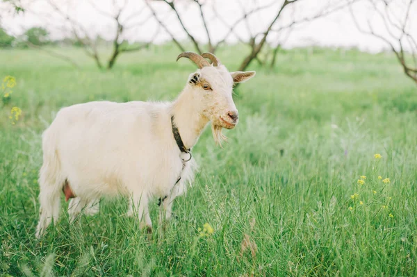 Goats Grazing Fresh Grass Low Wide Angle Photo Strong Sun — Stock Photo, Image