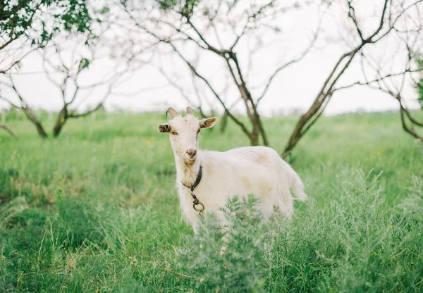 Goats Grazing Fresh Grass Low Wide Angle Photo Strong Sun — Stock Photo, Image