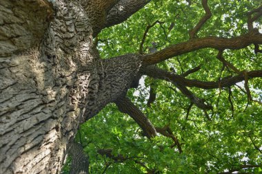 Aşağıdan görünen eski bir meşe ağacının gövdesi ve dalları. Eski bir meşe tacı. Yazın gökyüzüne karşı çok eski bir meşe ağacı. Bahçede yeşil yapraklar, park, dinlenme alanı