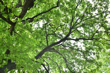 Aşağıdan görünen eski bir meşe ağacının gövdesi ve dalları. Eski bir meşe tacı. Yazın gökyüzüne karşı çok eski bir meşe ağacı. Bahçede yeşil yapraklar, park, dinlenme alanı