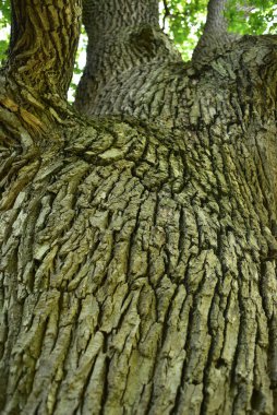 Aşağıdan görünen eski bir meşe ağacının gövdesi ve dalları. Eski bir meşe tacı. Yazın gökyüzüne karşı çok eski bir meşe ağacı. Bahçede yeşil yapraklar, park, dinlenme alanı