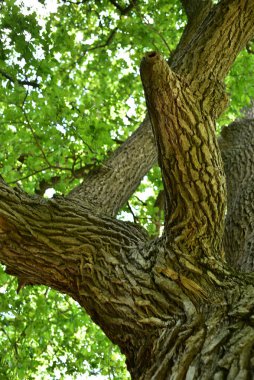 Aşağıdan görünen eski bir meşe ağacının gövdesi ve dalları. Eski bir meşe tacı. Yazın gökyüzüne karşı çok eski bir meşe ağacı. Bahçede yeşil yapraklar, park, dinlenme alanı