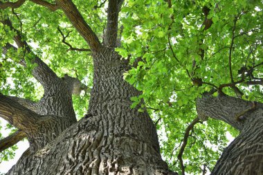 Aşağıdan görünen eski bir meşe ağacının gövdesi ve dalları. Eski bir meşe tacı. Yazın gökyüzüne karşı çok eski bir meşe ağacı. Bahçede yeşil yapraklar, park, dinlenme alanı