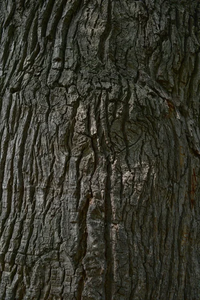 Tronc Les Branches Vieux Chêne Dessous Couronne Vieux Chêne Très — Photo