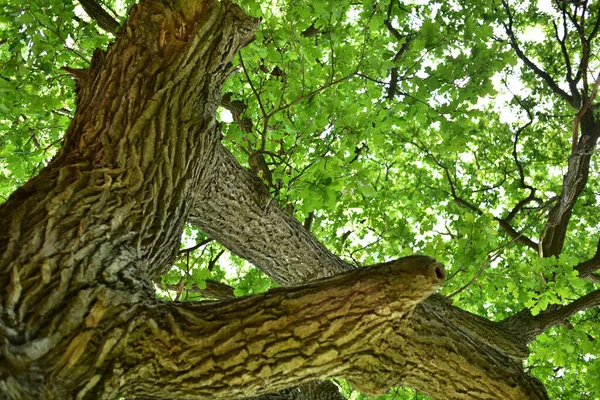 The trunk and branches of an old oak tree viewed from below. Crown of an old oak. Very old oak against the sky in the summer. Green leaves in the garden, park, rest area