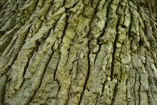 Tronco Rami Una Vecchia Quercia Vista Dal Basso Corona Una — Foto Stock