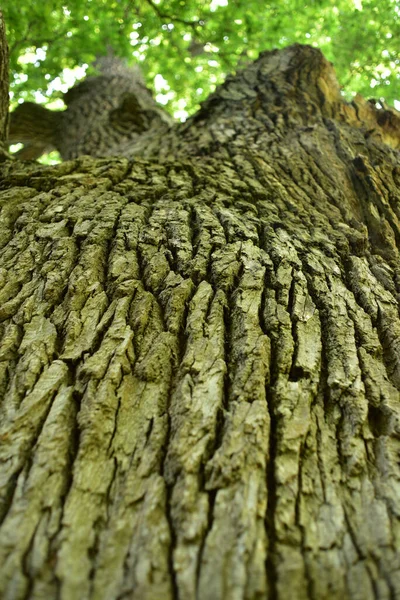 下から見た古いオークの木の幹と枝 古いオークの王冠 夏には空に対して非常に古いオーク 休憩所の緑の葉 — ストック写真