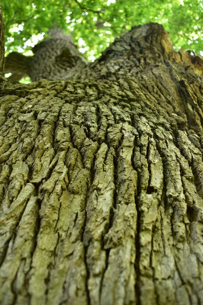 Trunk Branches Old Oak Tree Viewed Crown Old Oak Very — Stock Photo, Image