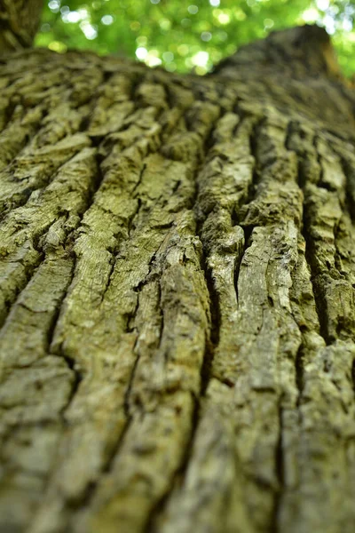 Egy Öreg Tölgyfa Törzsét Ágait Alulról Nézve Egy Öreg Tölgy — Stock Fotó