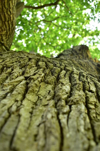 老橡树的树干和枝条从下面看去 老橡木的皇冠非常古老的橡木在夏天的天空中 休息区的绿叶 — 图库照片
