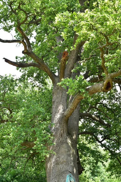 The trunk and branches of an old oak tree viewed from below. Crown of an old oak. Very old oak against the sky in the summer. Green leaves in the garden, park, rest area