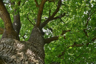 Aşağıdan görünen eski bir meşe ağacının gövdesi ve dalları. Eski bir meşe tacı. Yazın gökyüzüne karşı çok eski bir meşe ağacı. Bahçede yeşil yapraklar, park, dinlenme alanı
