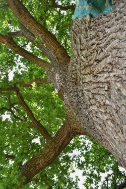 Aşağıdan görünen eski bir meşe ağacının gövdesi ve dalları. Eski bir meşe tacı. Yazın gökyüzüne karşı çok eski bir meşe ağacı. Bahçede yeşil yapraklar, park, dinlenme alanı