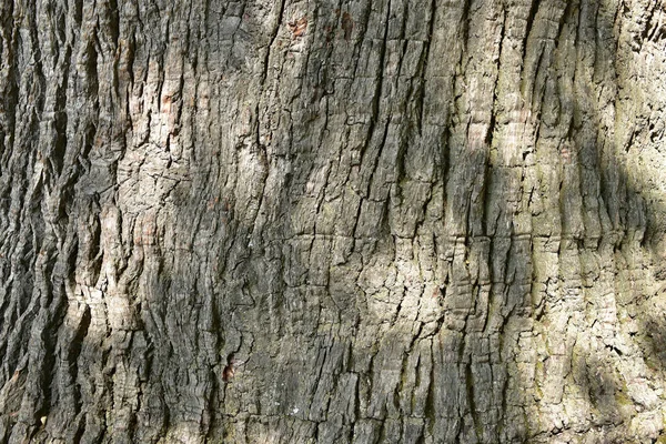 The trunk and branches of an old oak tree viewed from below. Crown of an old oak. Very old oak against the sky in the summer. Green leaves in the garden, park, rest area