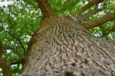 Aşağıdan görünen eski bir meşe ağacının gövdesi ve dalları. Eski bir meşe tacı. Yazın gökyüzüne karşı çok eski bir meşe ağacı. Bahçede yeşil yapraklar, park, dinlenme alanı