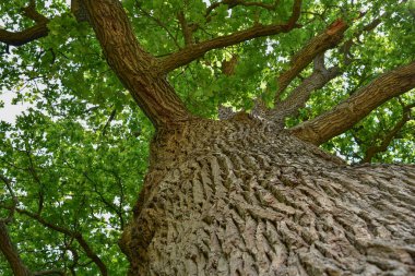 Aşağıdan görünen eski bir meşe ağacının gövdesi ve dalları. Eski bir meşe tacı. Yazın gökyüzüne karşı çok eski bir meşe ağacı. Bahçede yeşil yapraklar, park, dinlenme alanı