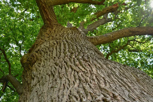 The trunk and branches of an old oak tree viewed from below. Crown of an old oak. Very old oak against the sky in the summer. Green leaves in the garden, park, rest area