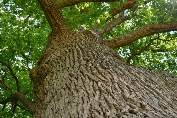 Trunk Branches Old Oak Tree Viewed Crown Old Oak Very — Stock Photo, Image