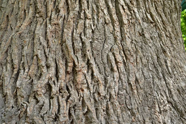 Aşağıdan Görünen Eski Bir Meşe Ağacının Gövdesi Dalları Eski Bir — Stok fotoğraf