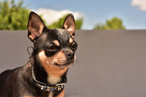 Chihuahua Auf Einem Stuhl Hundetier Dreifarbig Schwarz Braun Weiß Hund — Stockfoto