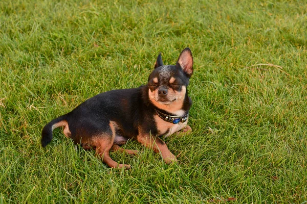 Siyah Bronzlaşmış Bir Chihuahua Köpeği Köpek Yavrusu Çimlerin Üzerinde Köpeğin — Stok fotoğraf