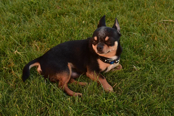 Een Zwart Bruine Rasechte Chihuahua Hondpuppy Het Gras Buiten Starende — Stockfoto