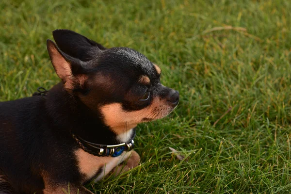 Cucciolo Cane Razza Chihuahua Nero Abbronzato Sull Erba All Aperto — Foto Stock