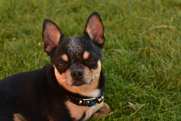 Czarno Brązowy Szczeniak Rasy Czystej Chihuahua Trawie Świeżym Powietrzu Patrząc — Zdjęcie stockowe