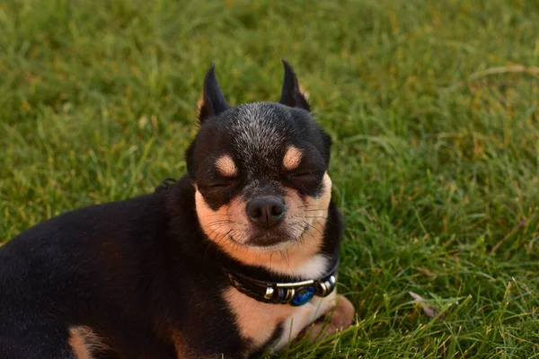 Svart Och Solbränd Renrasig Chihuahua Hundvalp Gräset Utomhus Och Stirrar — Stockfoto