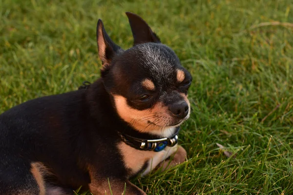 Cachorro Perro Chihuahua Raza Pura Negro Bronceado Hierba Aire Libre — Foto de Stock