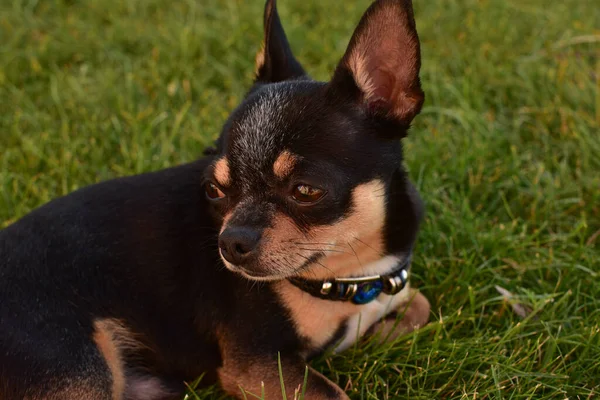 Een Zwart Bruine Rasechte Chihuahua Hondpuppy Het Gras Buiten Starende — Stockfoto