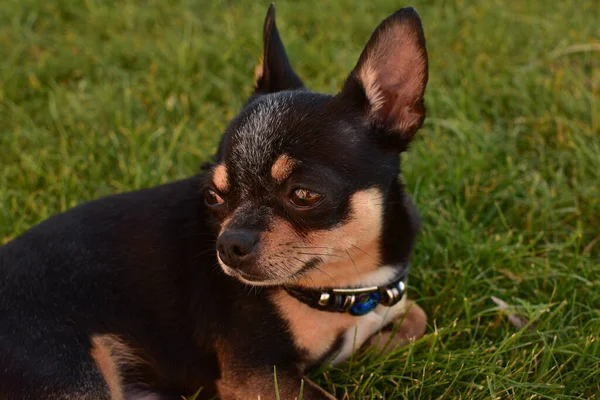 Cucciolo Cane Razza Chihuahua Nero Abbronzato Sull Erba All Aperto — Foto Stock