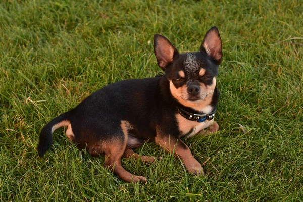 Black Tan Purebred Chihuahua Dog Puppy Grass Outdoors Staring Focus — Stock Photo, Image