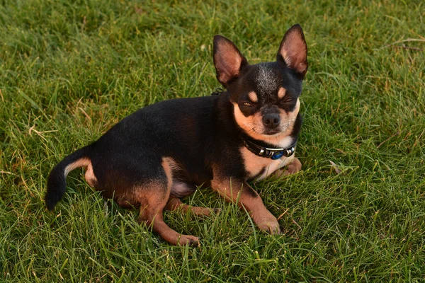 一只纯黑棕褐色的奇瓦瓦犬在户外草地上 凝视着狗狗的脸 草上的奇瓦瓦 去散散步吧夏天的时候 狗在草地上散步 狗儿撒谎 — 图库照片