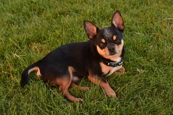 Cucciolo Cane Razza Chihuahua Nero Abbronzato Sull Erba All Aperto — Foto Stock