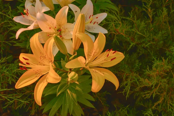 阳光下的白百合 黄色和白色百合花 夏天的花 — 图库照片
