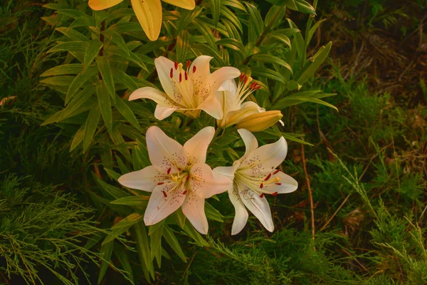 Weiße Lilie Sonnenlicht Gelbe Und Weiße Lilie Sommerblumen — Stockfoto