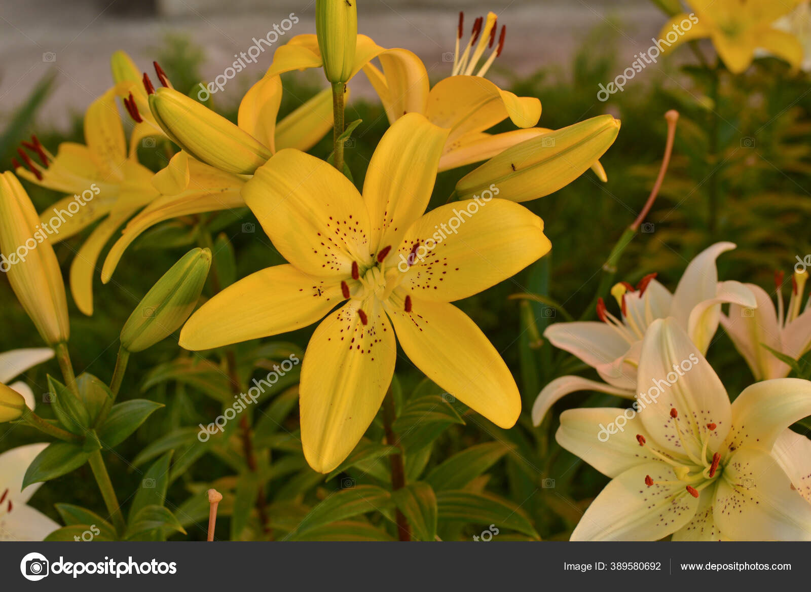 Lily Putih Bawah Sinar Matahari Bunga Bakung Kuning Dan Putih Stok Foto C Kapinosova 389580692