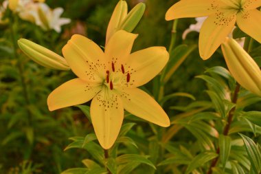 Güneş Işığının Altındaki Beyaz Lily. Sarı ve beyaz zambak. Yaz çiçekleri