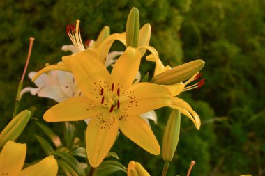 Güneş Işığının Altındaki Beyaz Lily. Sarı ve beyaz zambak. Yaz çiçekleri
