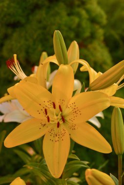Güneş Işığının Altındaki Beyaz Lily. Sarı ve beyaz zambak. Yaz çiçekleri