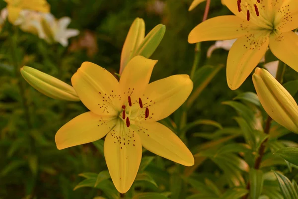 Lirio Blanco Bajo Luz Del Sol Lirio Amarillo Blanco Flores — Foto de Stock