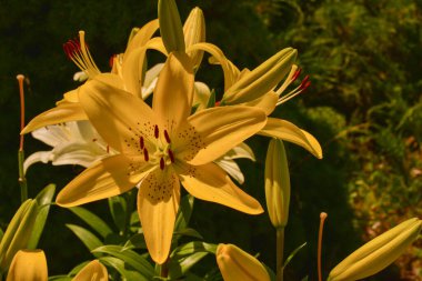 Güneş Işığının Altındaki Beyaz Lily. Sarı ve beyaz zambak. Yaz çiçekleri