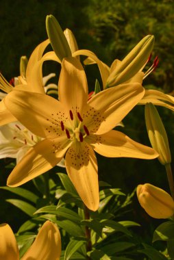 Güneş Işığının Altındaki Beyaz Lily. Sarı ve beyaz zambak. Yaz çiçekleri