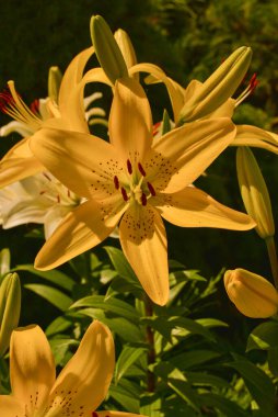 Güneş Işığının Altındaki Beyaz Lily. Sarı ve beyaz zambak. Yaz çiçekleri